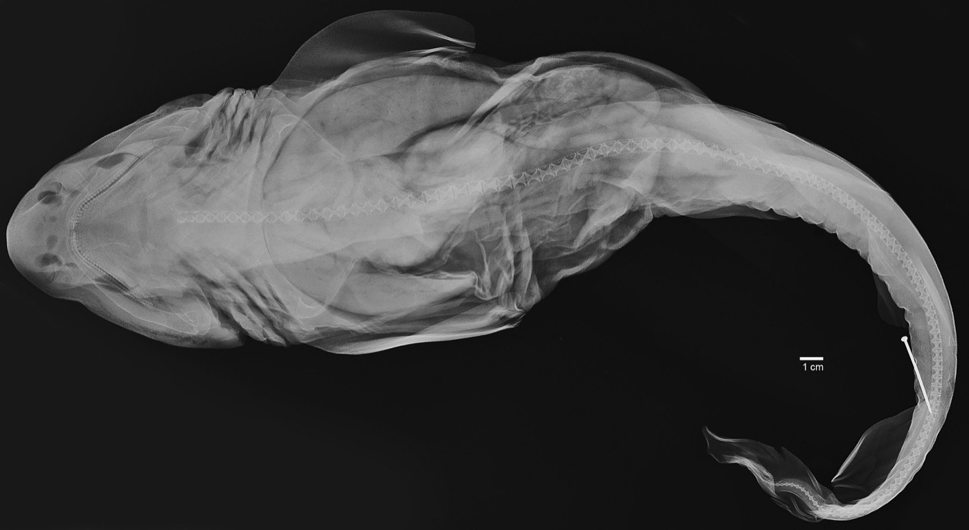 USNM specimen photograph of Cephaloscyllium stevensi in lateral view; not to scale.