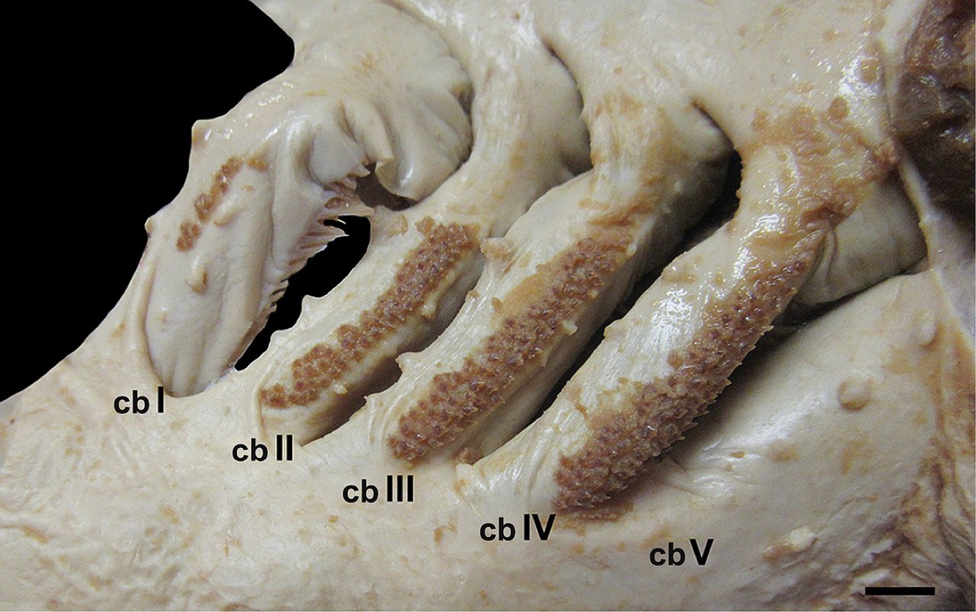 Balloon catshark scientific figure showing the stout body and broad head; not to scale.