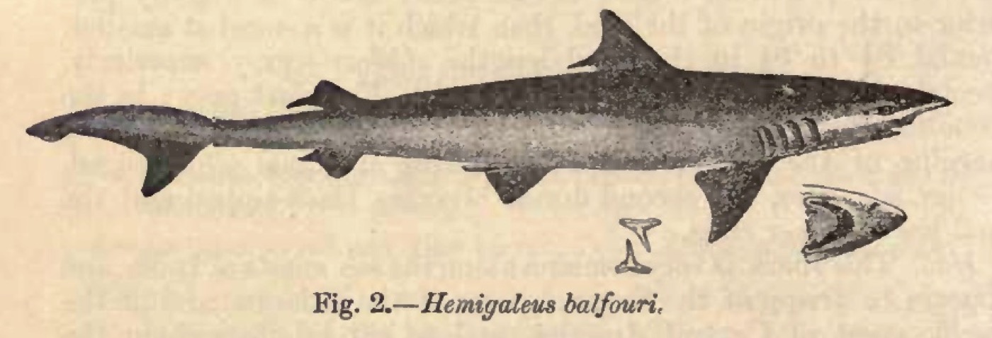 Hooktooth shark historical illustration showing the long snout and arched body profile; not to scale.