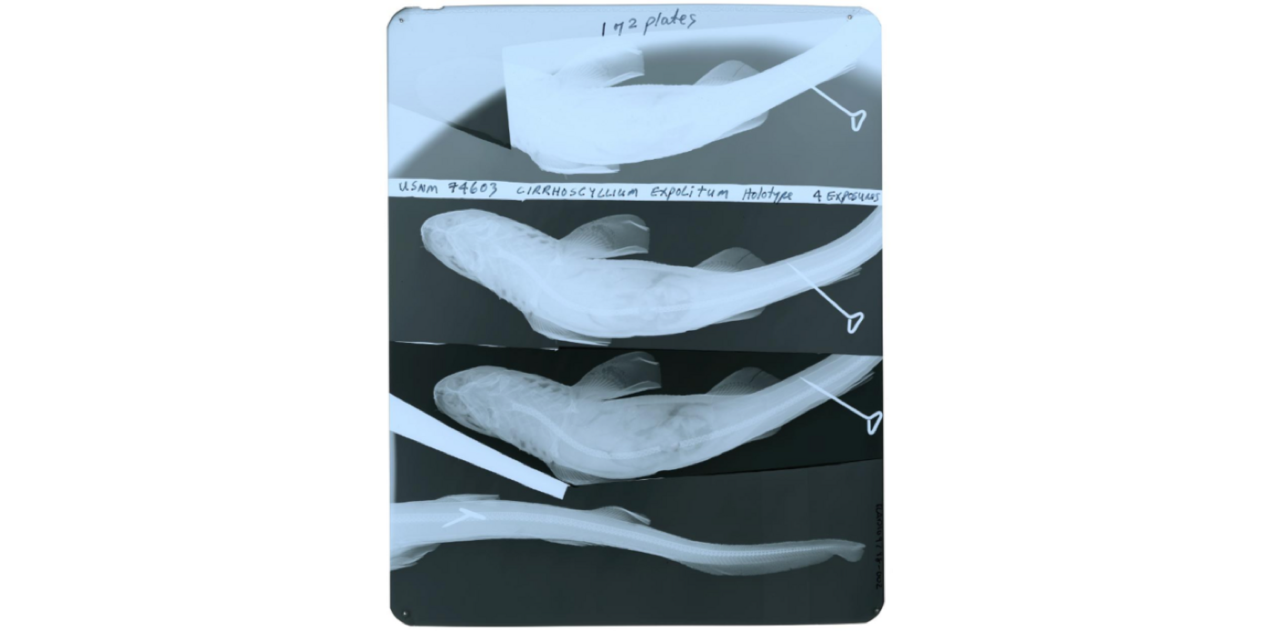 Barbelthroat carpetshark specimen photograph showing the short body and nasal barbels; not to scale.