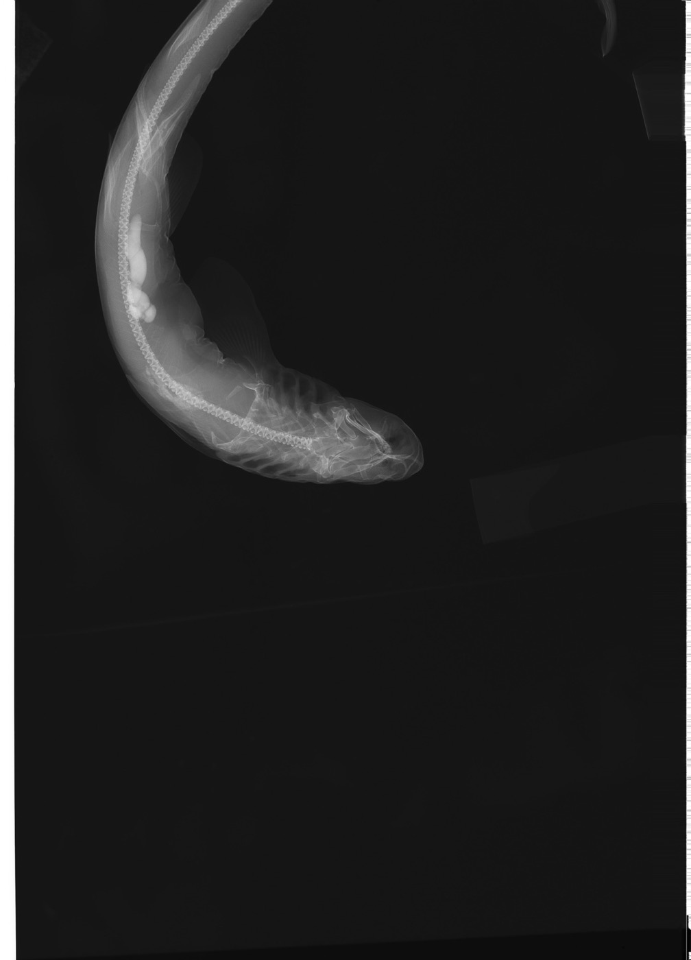 USNM specimen photograph of Cirrhoscyllium formosanum in profile; not to scale.