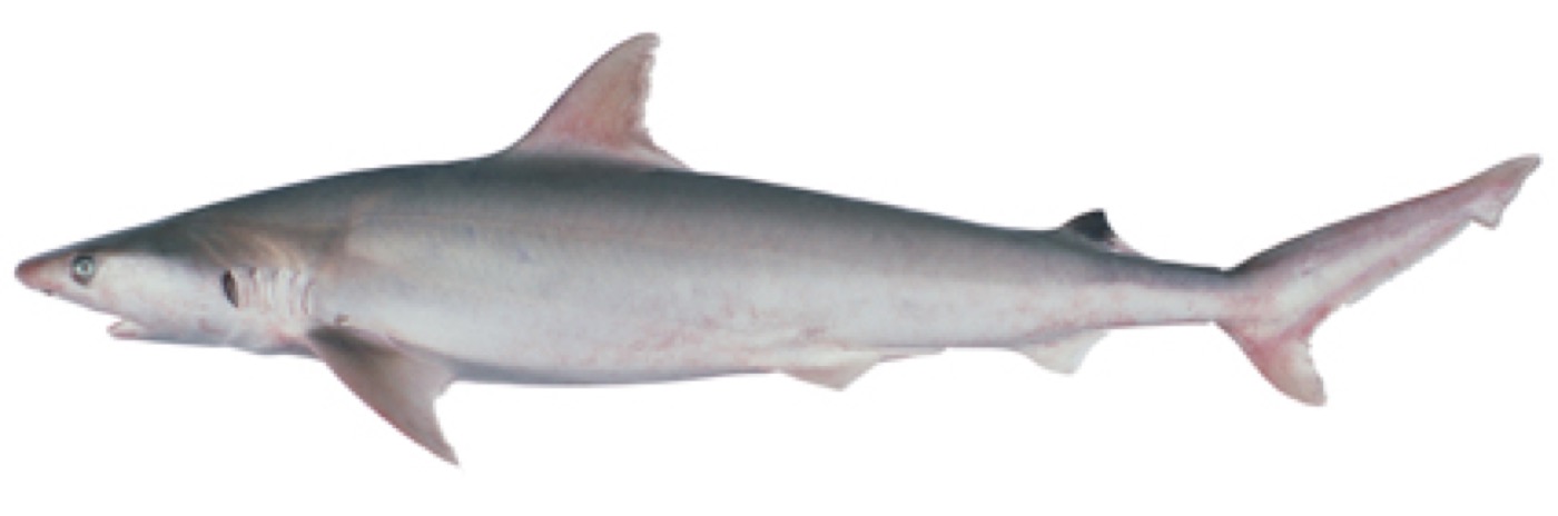 Coates's shark reference photograph showing the slender body and pointed snout; not to scale.