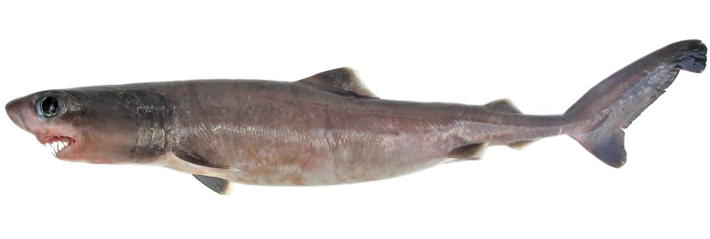 Crocodile shark specimen photograph showing the large eyes and narrow streamlined body; not to scale.