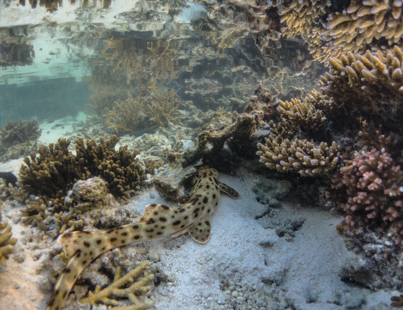 Epaulette shark photographed at Heron Island, Queensland, showing the eye-like shoulder spot and elongated body; not to scale.