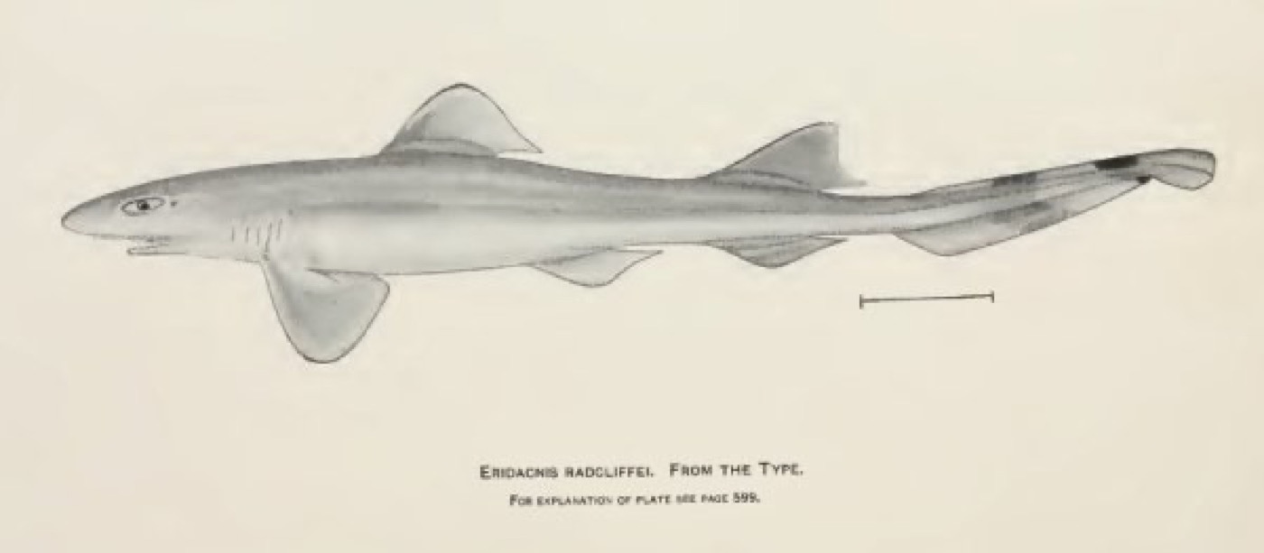 Historical illustration of Eridacnis radcliffei in lateral view; not to scale.