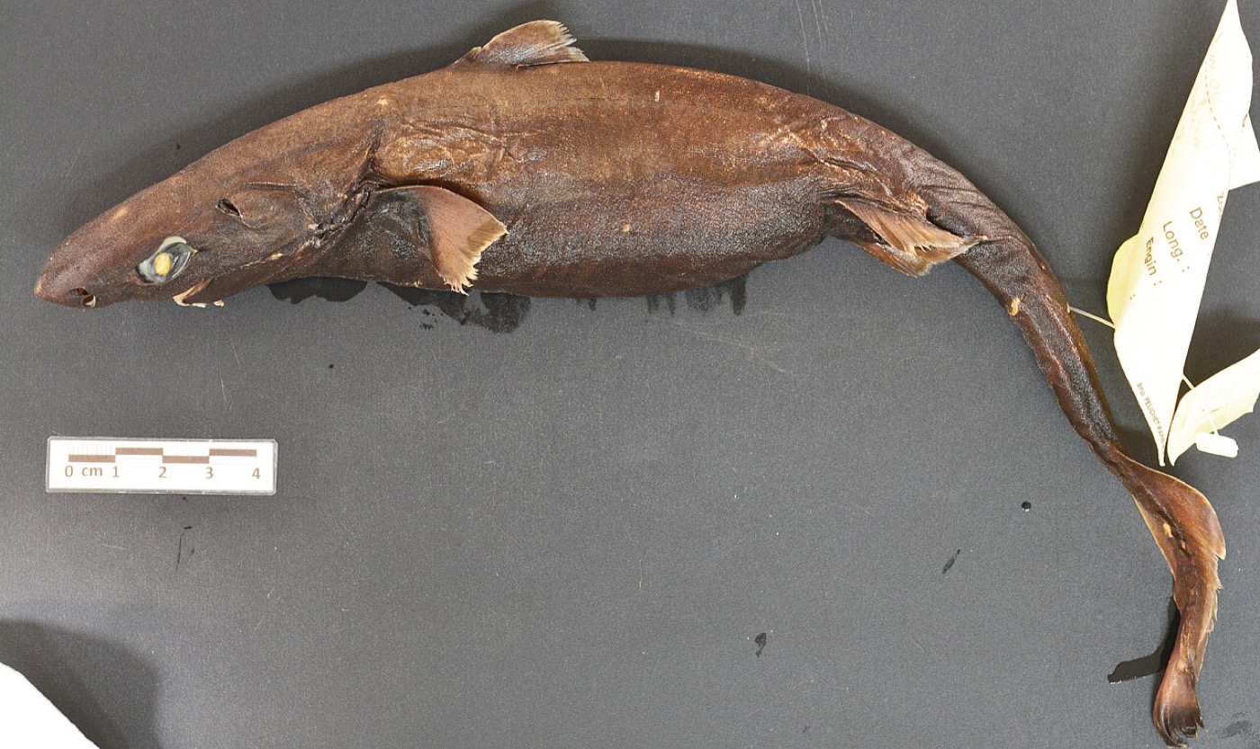 Lined lanternshark specimen photograph showing the slim dark body and bright flank lines; not to scale.