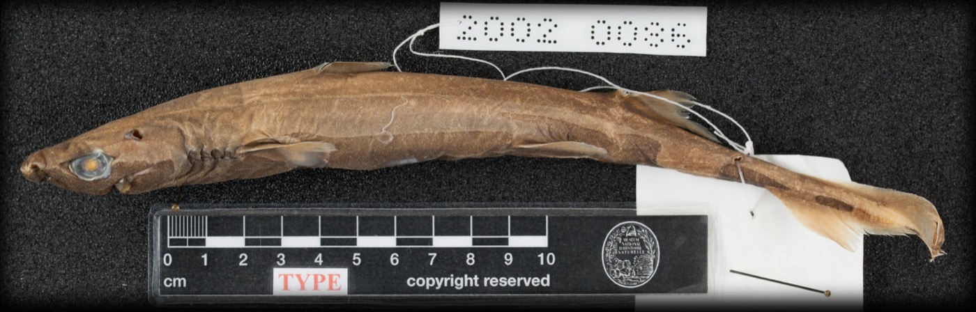 Museum specimen photograph of Etmopterus fusus showing the lanternshark body in profile; not to scale.