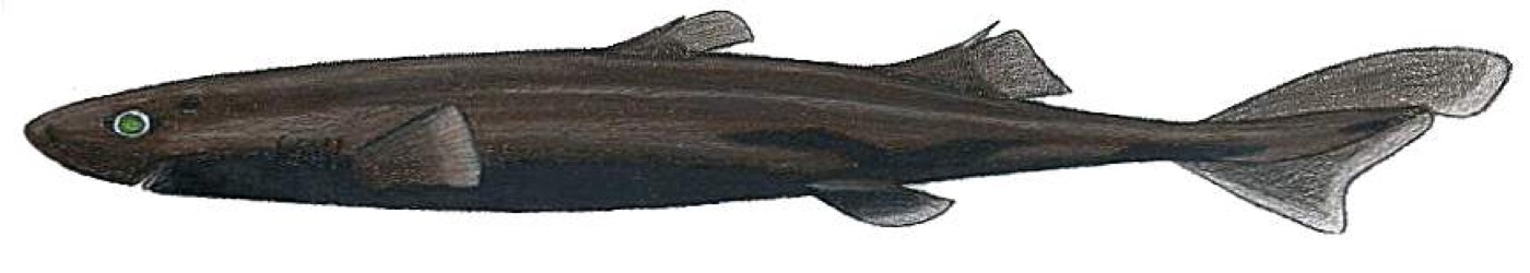 Broadbanded lanternshark specimen photograph showing the slim body and dusky coloration; not to scale.