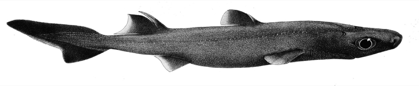 Historical illustration of Etmopterus granulosus in lateral view; not to scale.