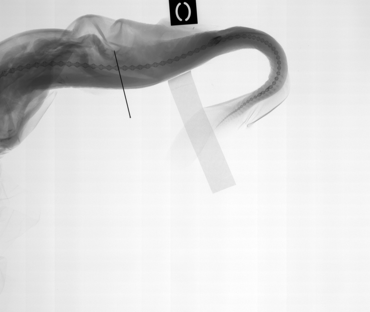 Museum specimen photograph of Etmopterus litvinovi in lateral view; not to scale.