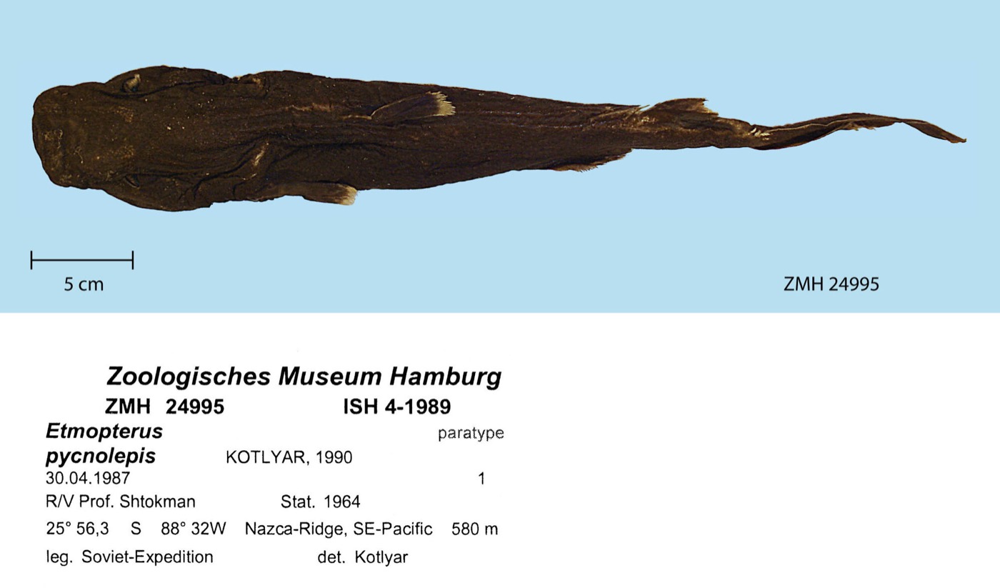 Museum specimen photograph of Etmopterus pycnolepis in profile; not to scale.