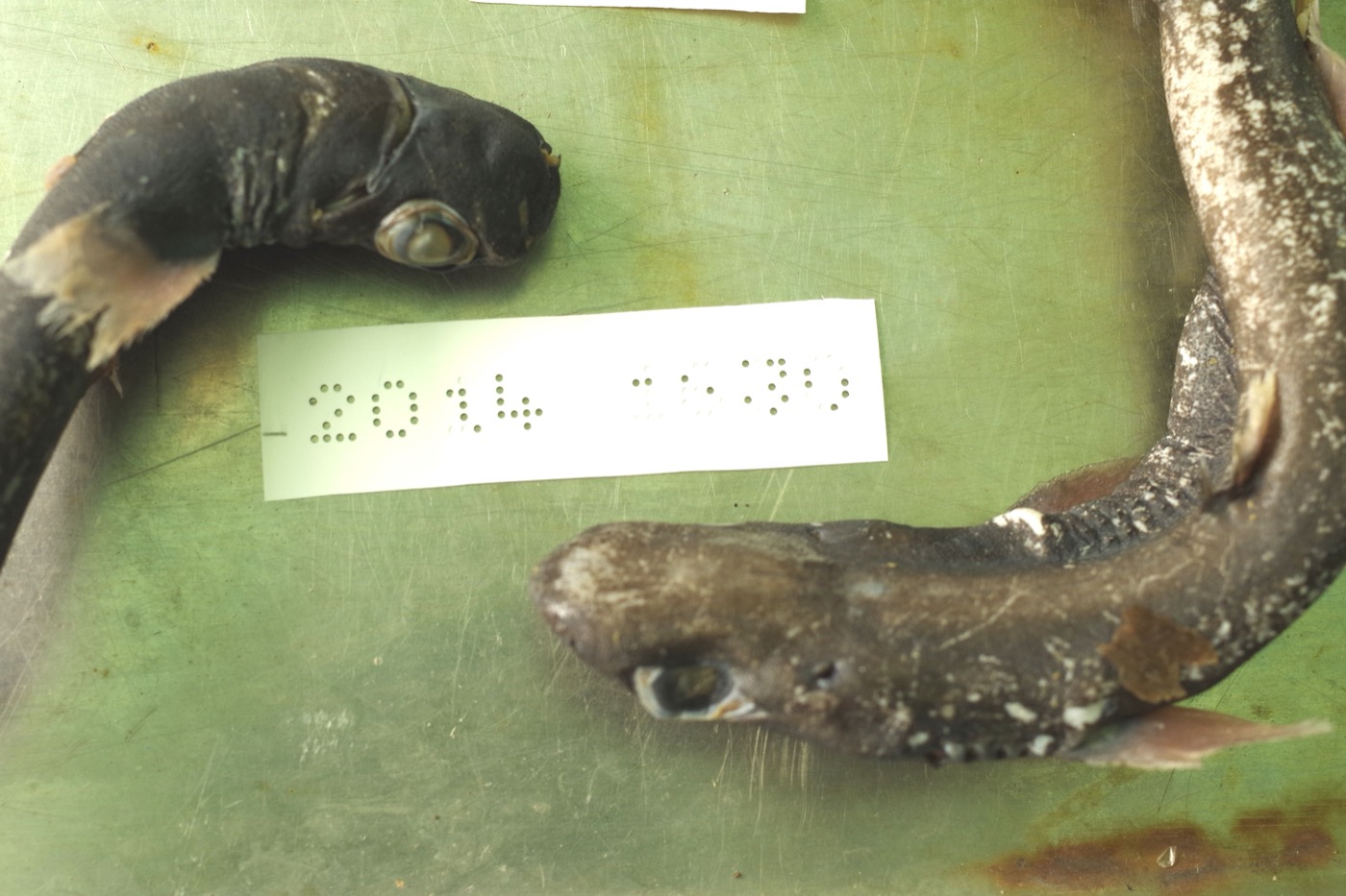 Museum specimen photograph of Etmopterus sentosus in lateral view; not to scale.