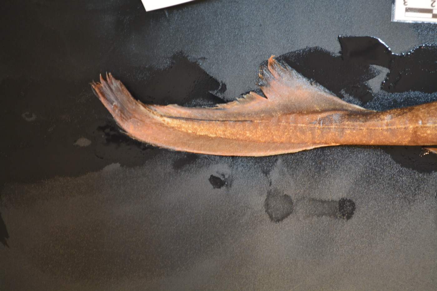 Museum specimen photograph of Etmopterus sheikoi in lateral view; not to scale.