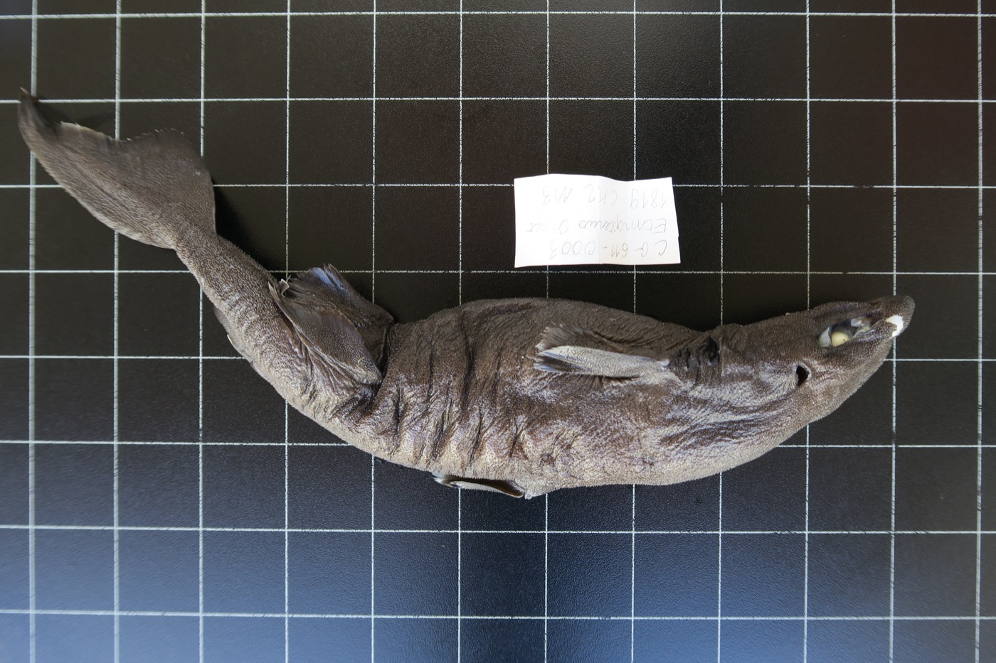 Museum specimen photograph of Etmopterus viator in profile; not to scale.