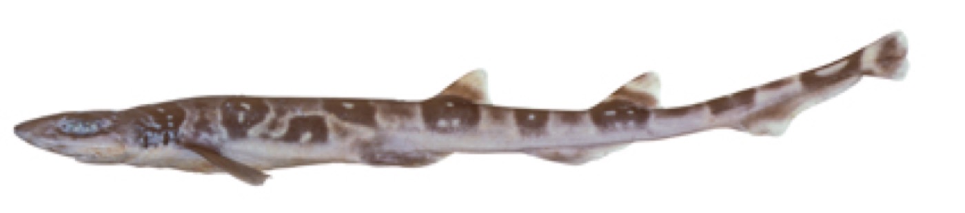 Australian sawtail catshark specimen profile from the Australian National Fish Collection; not to scale.