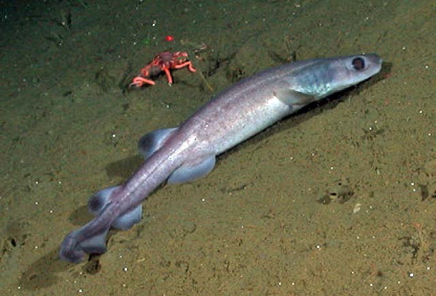 Filetail catshark reference photograph showing the narrow tail and elongated catshark body; not to scale.