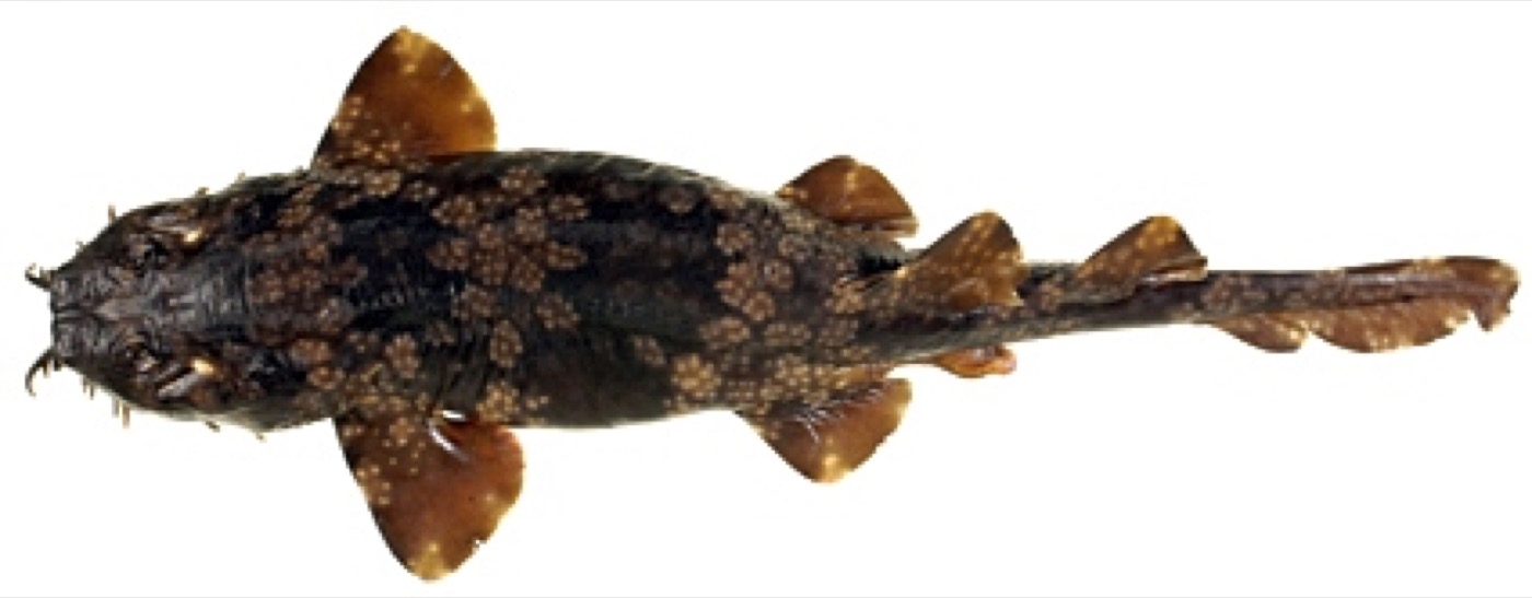 Floral banded wobbegong reference photograph showing the small wobbegong body and ornate camouflage; not to scale.