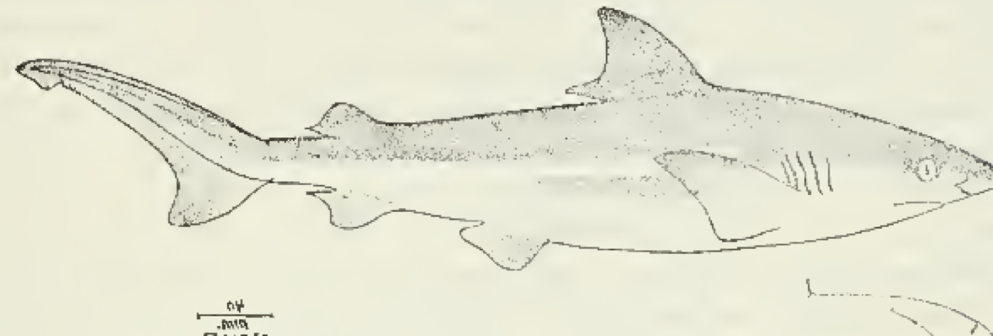 Historic line illustration of Galeolamna pleurotaenia from a Smithsonian bulletin; not to scale.