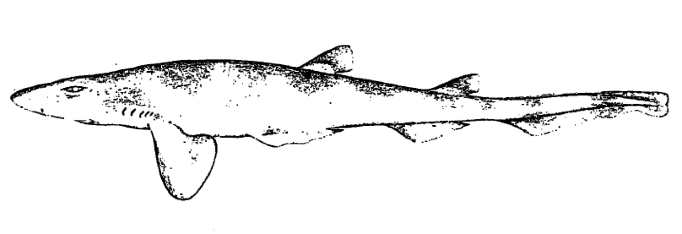 Antilles catshark scientific illustration showing the slim body and patterned flanks; not to scale.