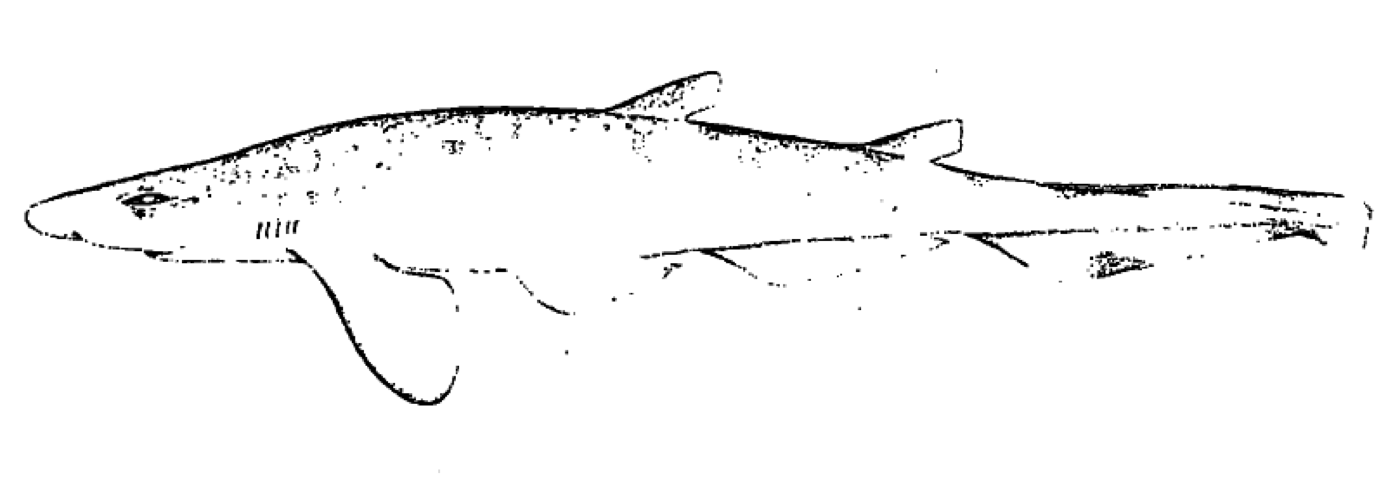 Historical illustration of Galeus cadenati in lateral view; not to scale.
