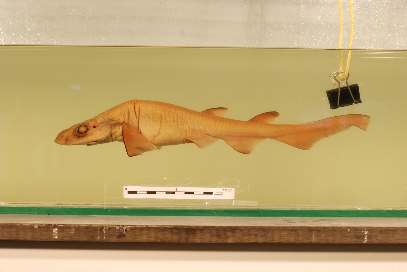 Galeus murinus specimen photograph showing the slim catshark body in profile; not to scale.
