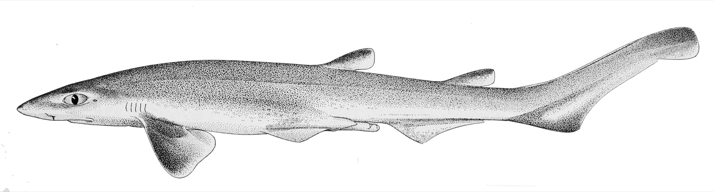 Historical scientific illustration of Galeus sauteri in lateral view; not to scale.
