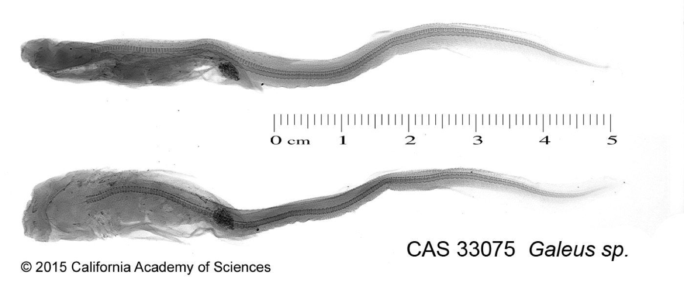 California Academy of Sciences specimen photograph of Galeus schultzi in profile; not to scale.