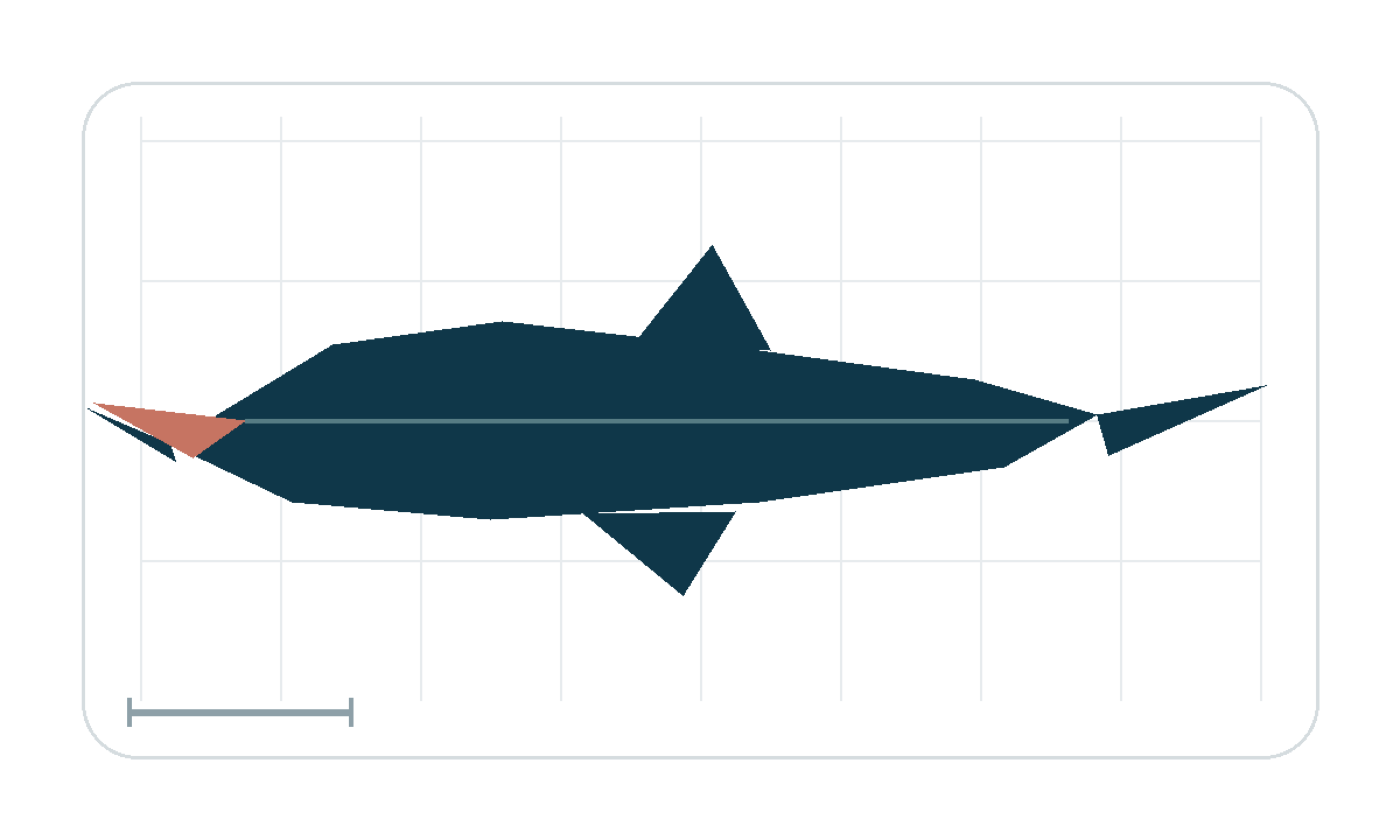 Silhouette study emphasizing the long snout and protruding jaw profile; not to scale.