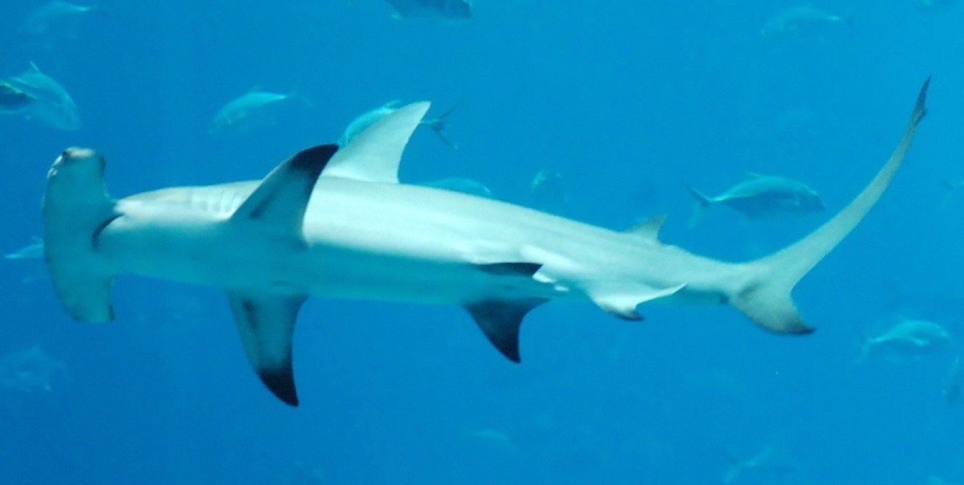 Great hammerhead photograph showing the wide cephalofoil and tall first dorsal fin; not to scale.