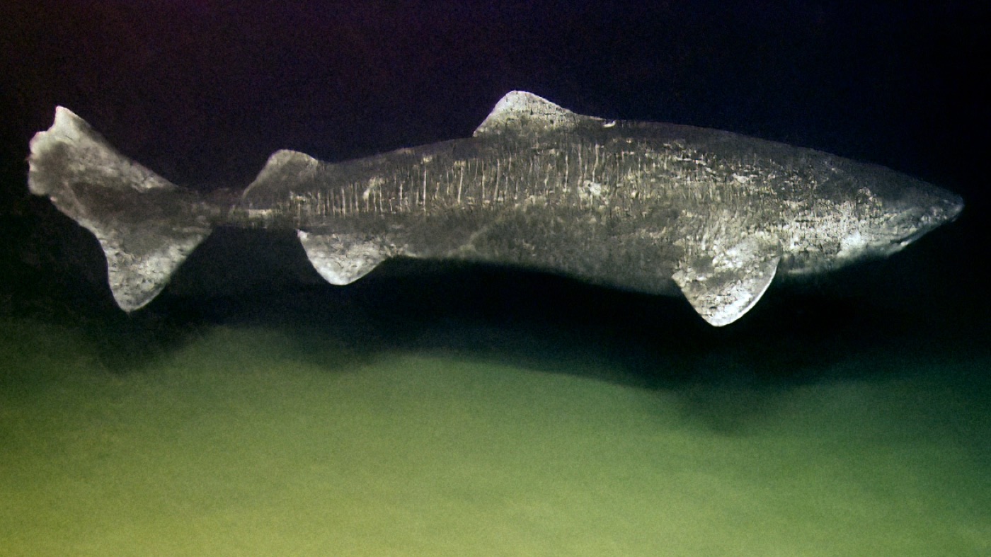 Greenland shark deep-sea photograph showing the blunt head and heavy cylindrical body; not to scale.