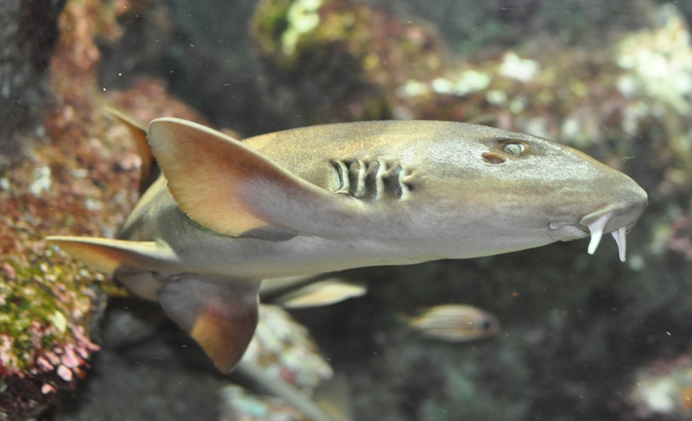 Grey bamboo shark photograph showing the long narrow body and subdued striping; not to scale.