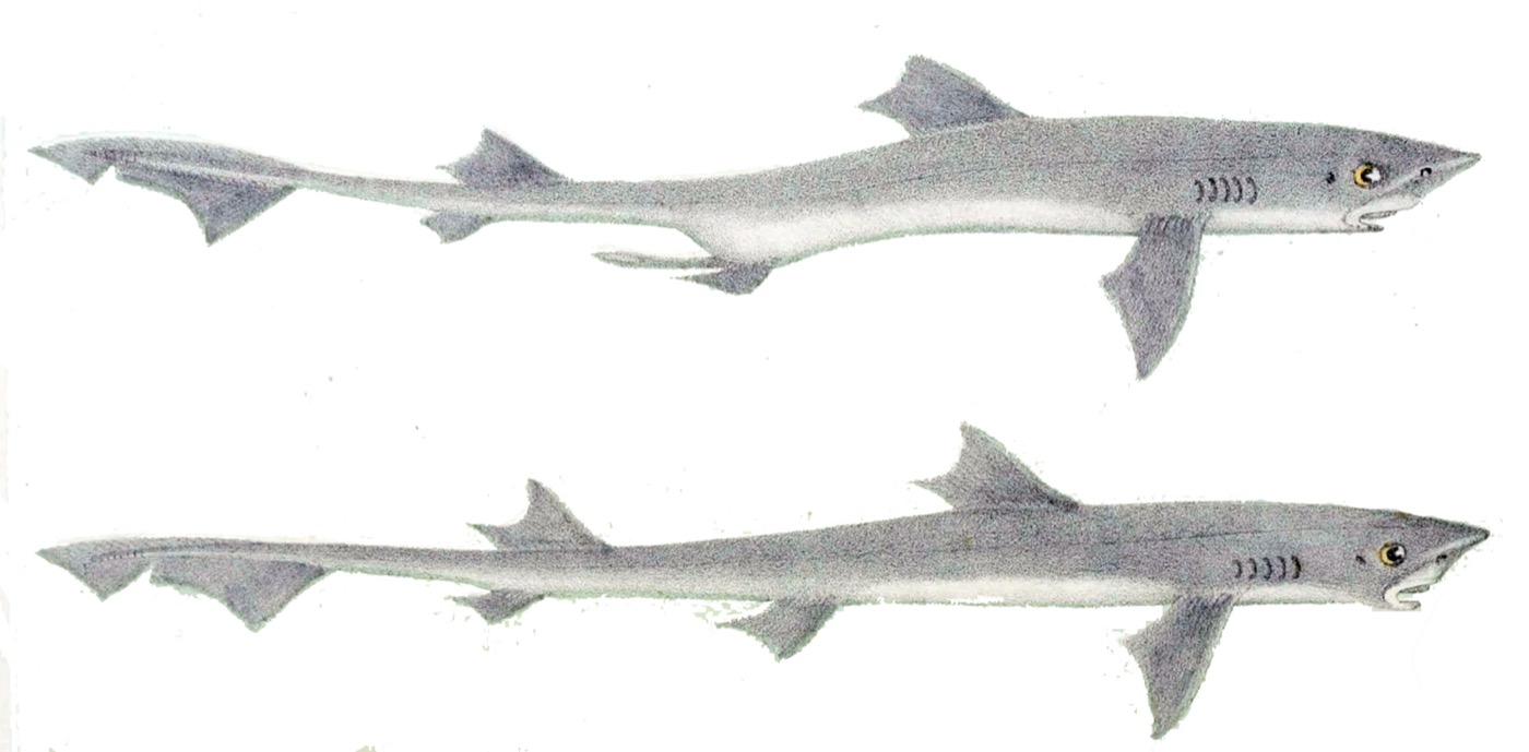 Historic gummy shark reference image showing the streamlined smoothhound body; not to scale.