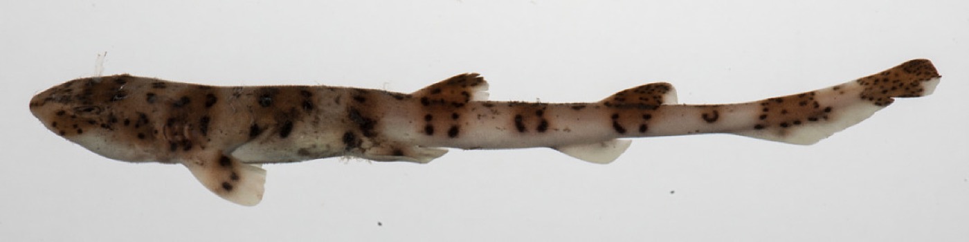 USNM specimen photograph of Halaelurus boesemani in lateral view; not to scale.