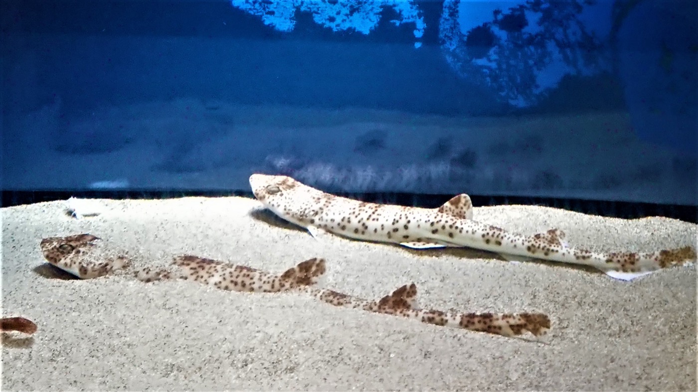 Halaelurus maculosus photographed in an aquarium at Aqua World Ibaraki Prefectural Oarai Aquarium; not to scale.
