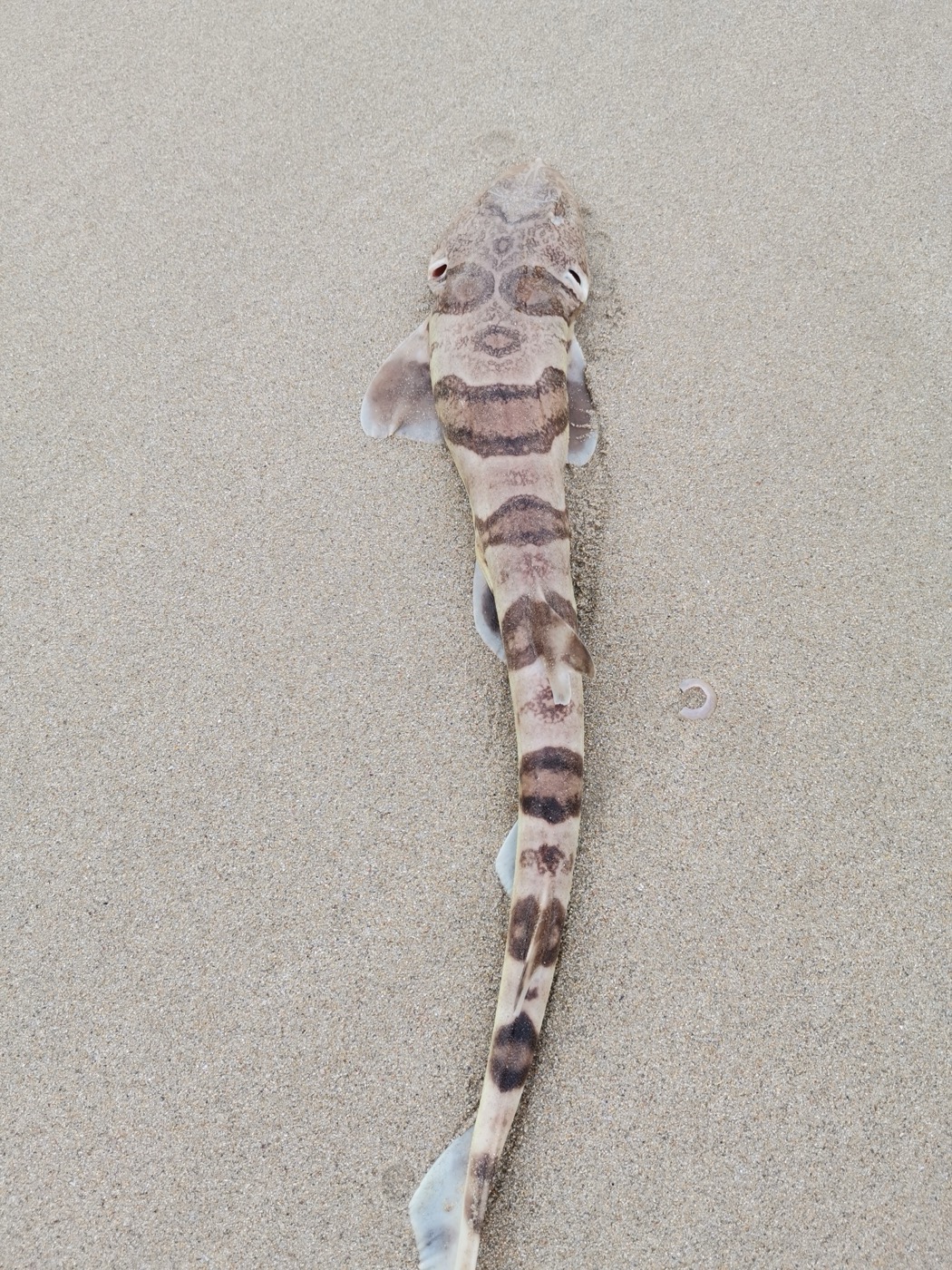 Observation photograph of Halaelurus natalensis in profile; not to scale.