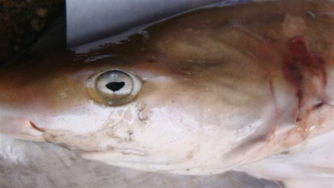 Sicklefin weasel shark reference photograph showing the long upper caudal lobe and slim profile; not to scale.