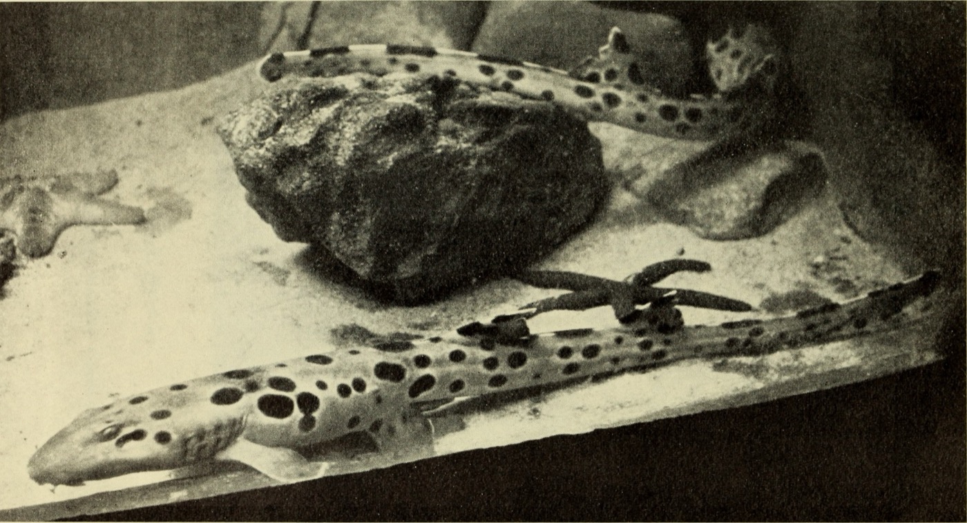 Scanned historical image of Hemiscyllium hallstromi; not to scale.