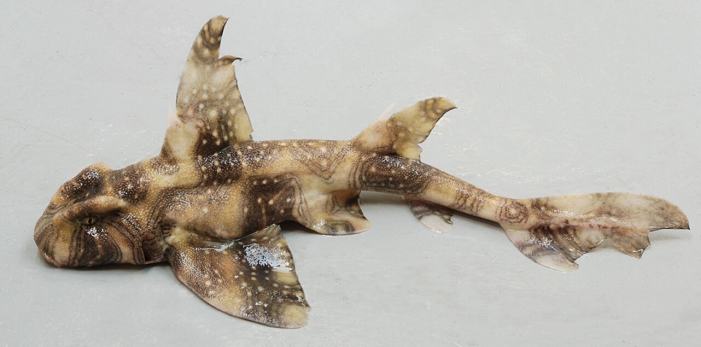 Whitespotted bullhead shark specimen photograph showing the stout body and raised brow ridges; not to scale.