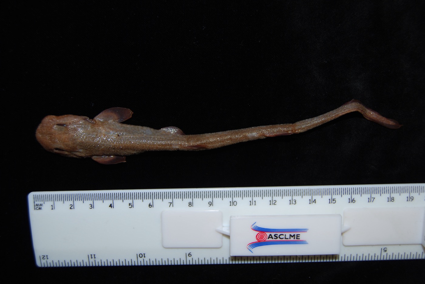 National Fish Collection specimen photograph of Holohalaelurus favus in lateral view; not to scale.