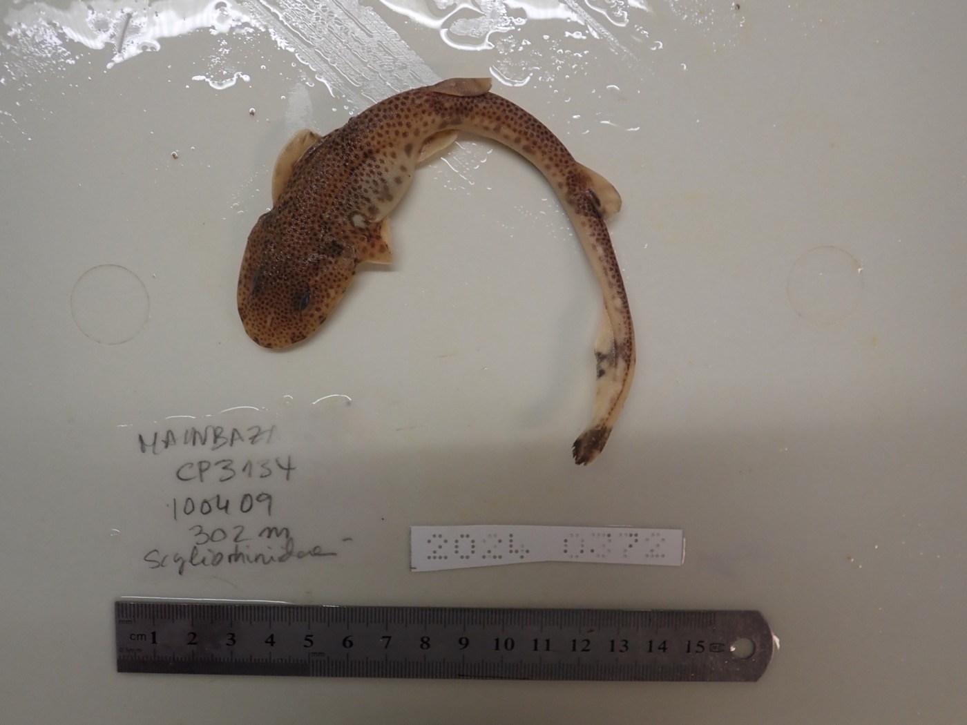 Museum specimen photograph of Holohalaelurus grennian in profile; not to scale.
