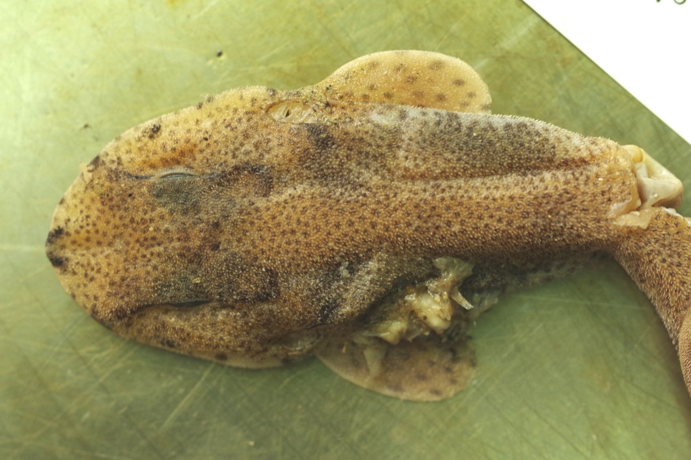 Museum specimen photograph of Holohalaelurus punctatus showing the compact catshark body in profile; not to scale.