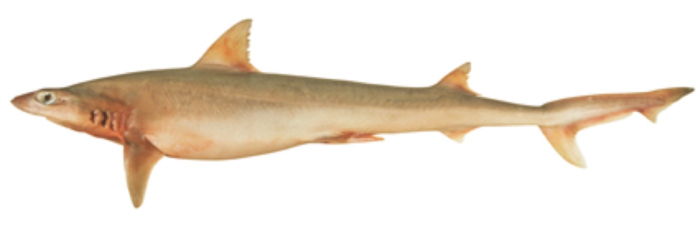 Blacktip tope reference photograph showing the narrow body and pointed fins; not to scale.