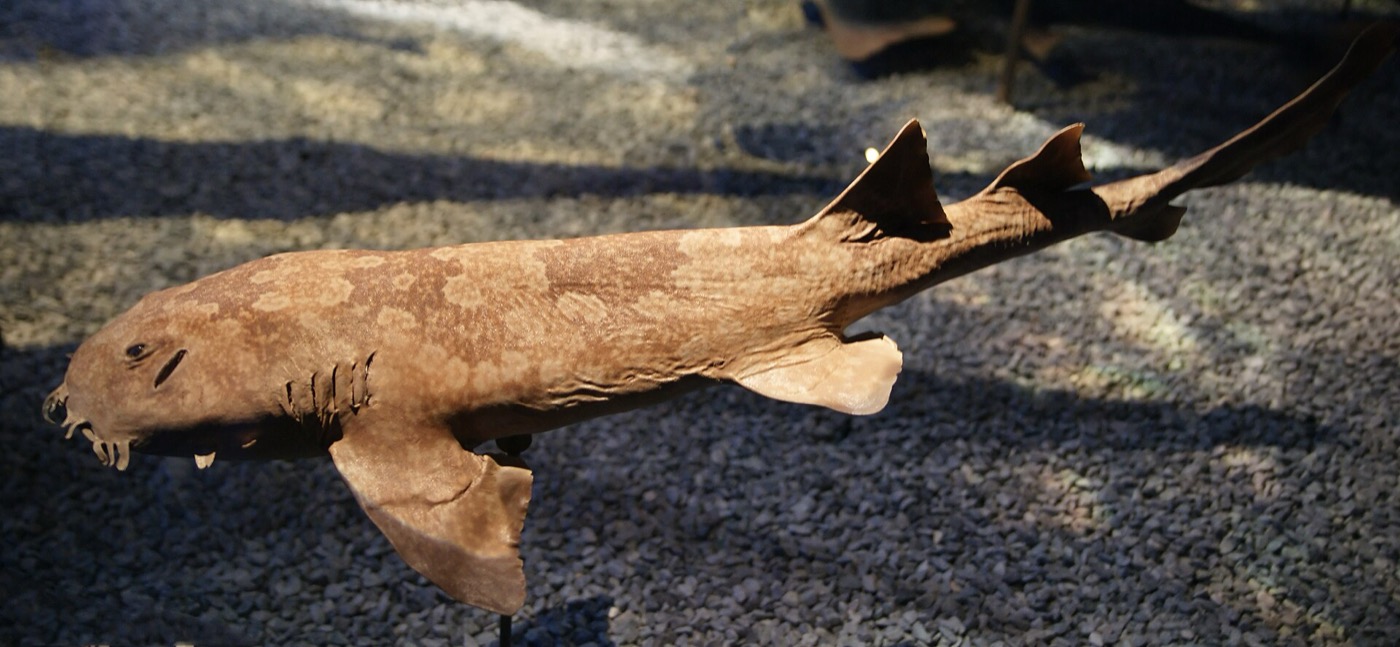 Japanese wobbegong specimen photograph showing the flattened body and ornate head lobes; not to scale.