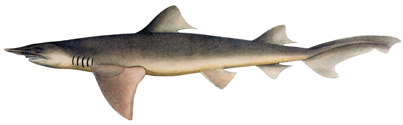 Historical scientific plate of Lamiopsis temminckii in lateral view; not to scale.