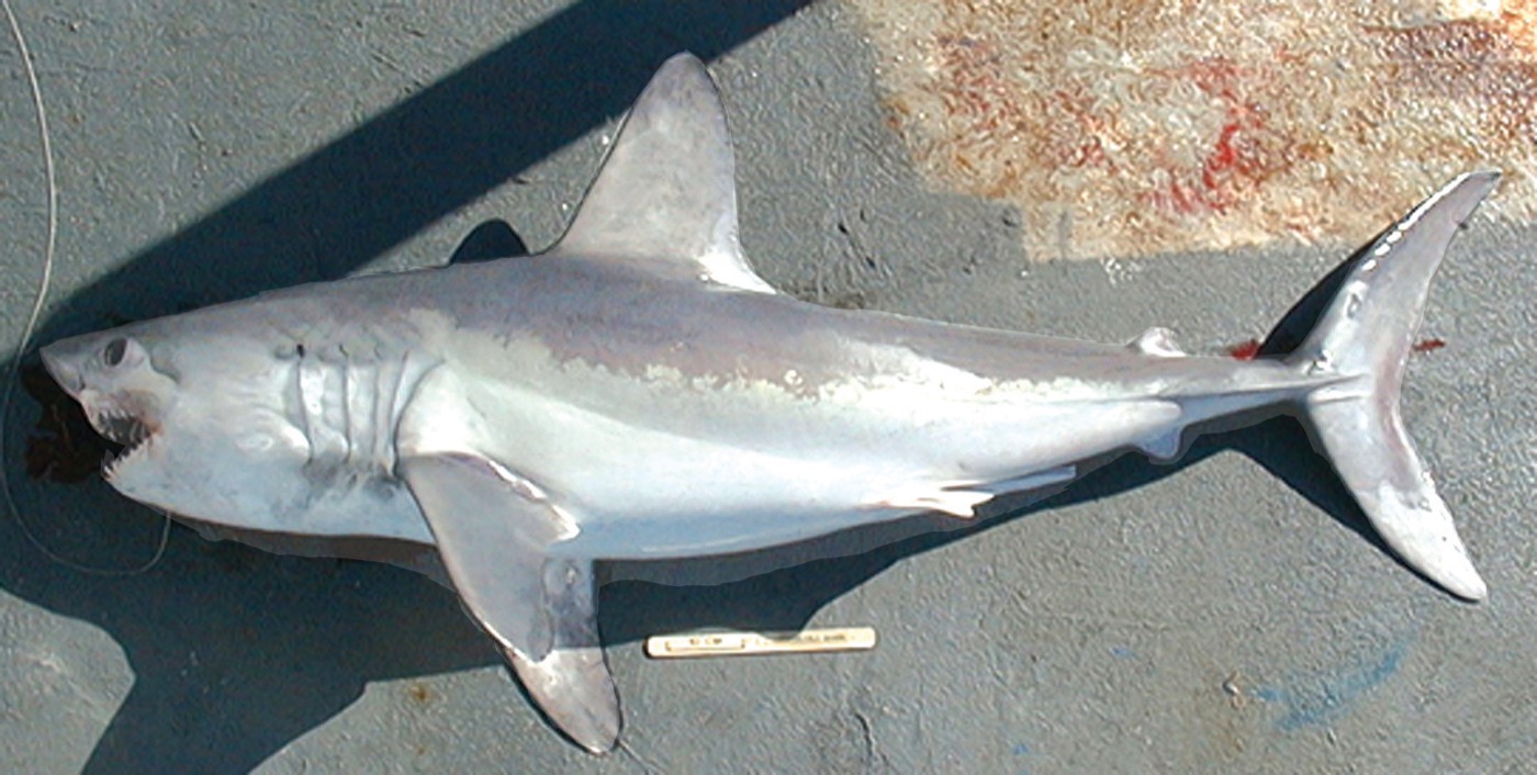 Porbeagle reference photograph showing the torpedo-shaped body and pointed snout; not to scale.