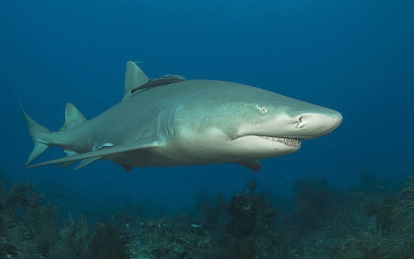 Lemon shark underwater photograph showing the stout body and broad head; not to scale.