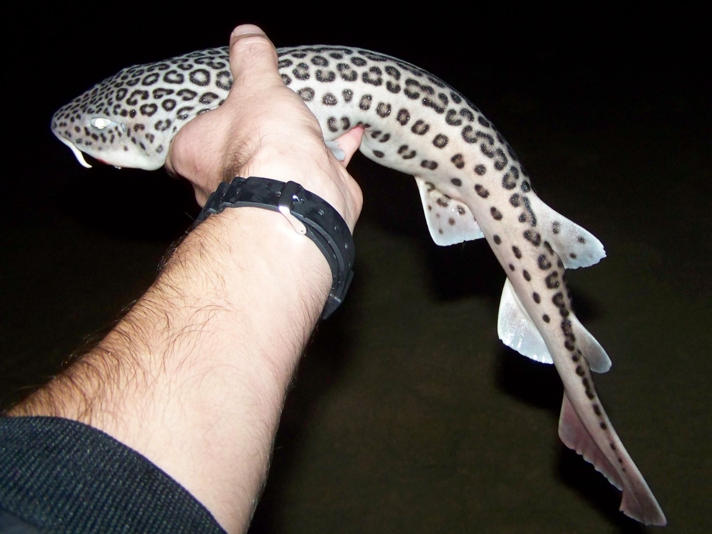 Leopard catshark photograph showing the broken saddle markings and slender body; not to scale.