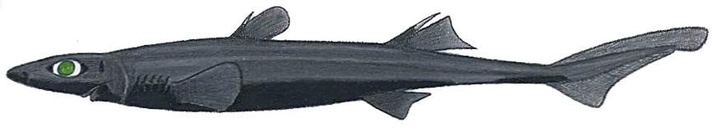 Lined lanternshark reference photograph showing the small dark body and luminous shark proportions; not to scale.