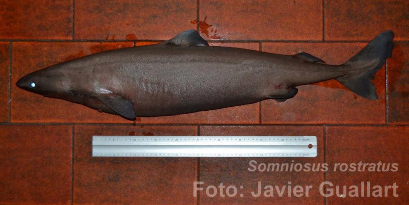 Little sleeper shark reference photograph showing the heavy body and blunt head; not to scale.
