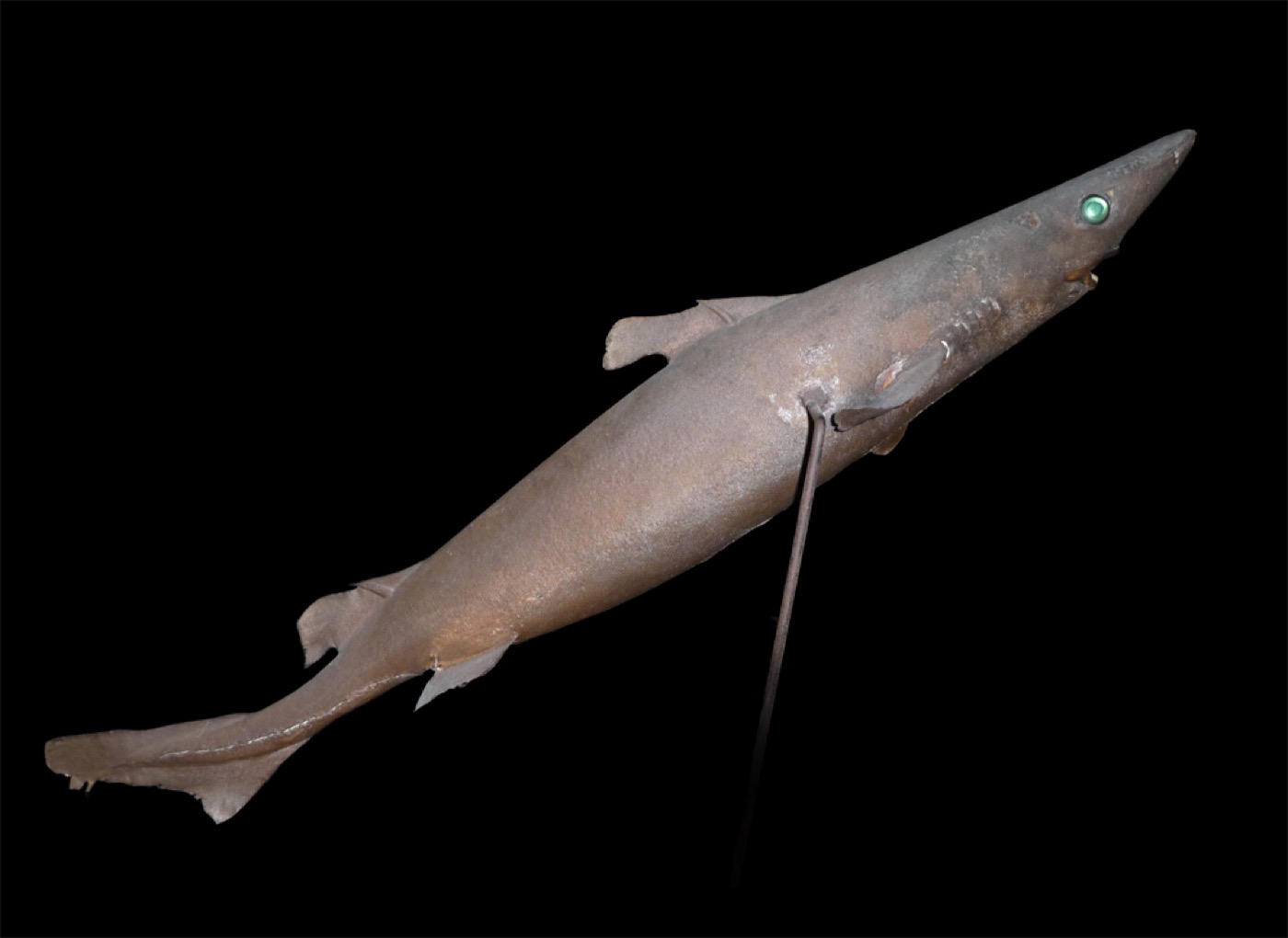 Illustrated longnose velvet dogfish reference showing the long snout and velvet dogfish body; not to scale.